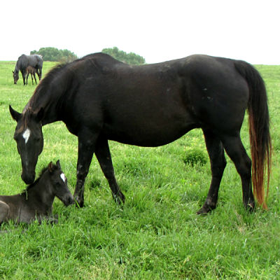 Blues Pole Cat by Plenty Try out of a daughter of Blue Valentine (full sister to Gooseberry)