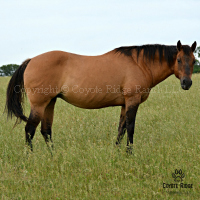 MJH Zipper Hancock by Wayward Ike out of a Salty Roan daughter