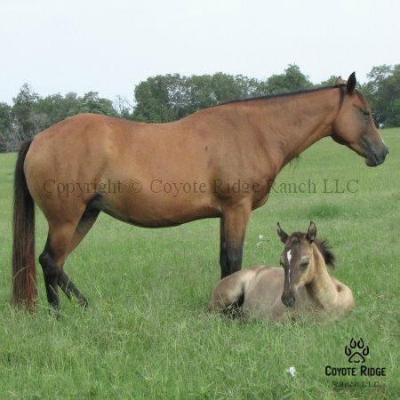 Berry Foxy - Daughter of Fox Blue out of a Gooseberry daughter