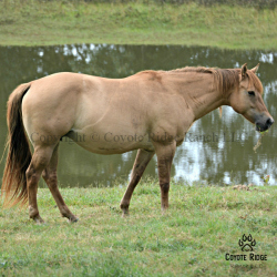 Foxy Red Rosie - Daughter of Red Roan Raider out of a Wyo Kid Curry daughter