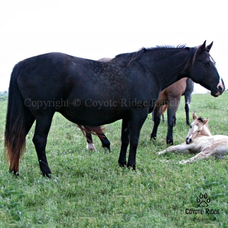 MJH Zipper Hancock by Wayward Ike out of a Salty Roan daughter