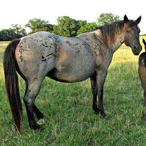 Hairpin Blue Dot - Blue Crusader daughter out of a Blues Beard daughter