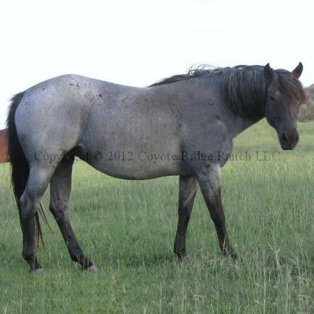 Wyo Miss Raider - Daughter of Red Roan Raider out of a Leo Hancock Hayes daughter