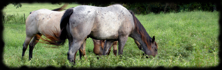 "Blue Valentine bred mares at Coyote Ridge Roans" Copyright photo 2008 Jennifer Keller
