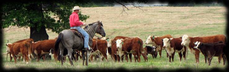 "Blue Valentine bred mares at Coyote Ridge Roans" Copyright photo 2008 Jennifer Keller