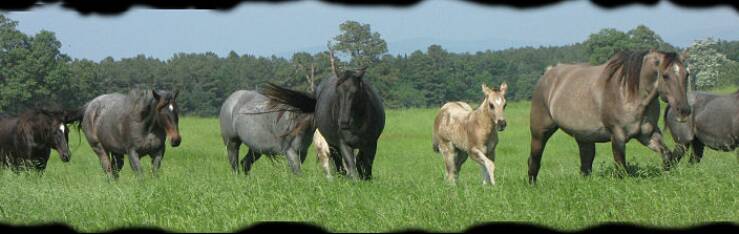 "Blue Valentine bred mares at Coyote Ridge Roans" Copyright photo 2008 Jennifer Keller