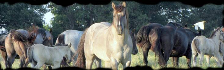 Wyo Roan Advantage with his mares the spring of 2009. Copyright © Coyote Ridge Ranch LLC